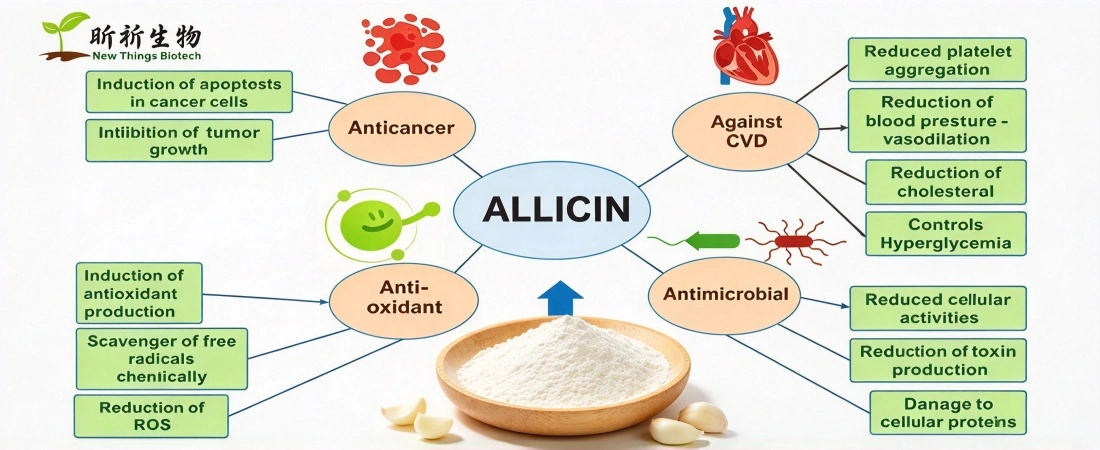 Characteristics of Garlic Powder Allicin
