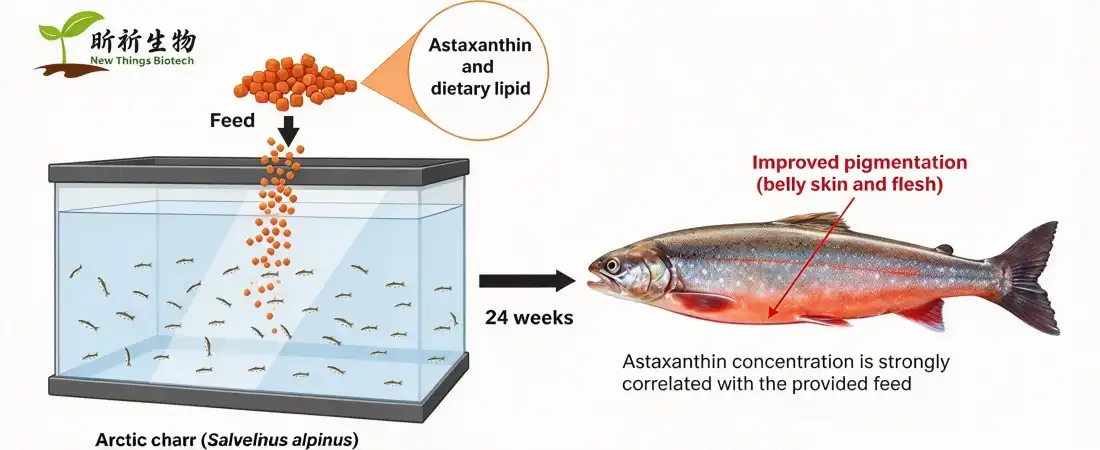 astaxanthin powder bulk for fish