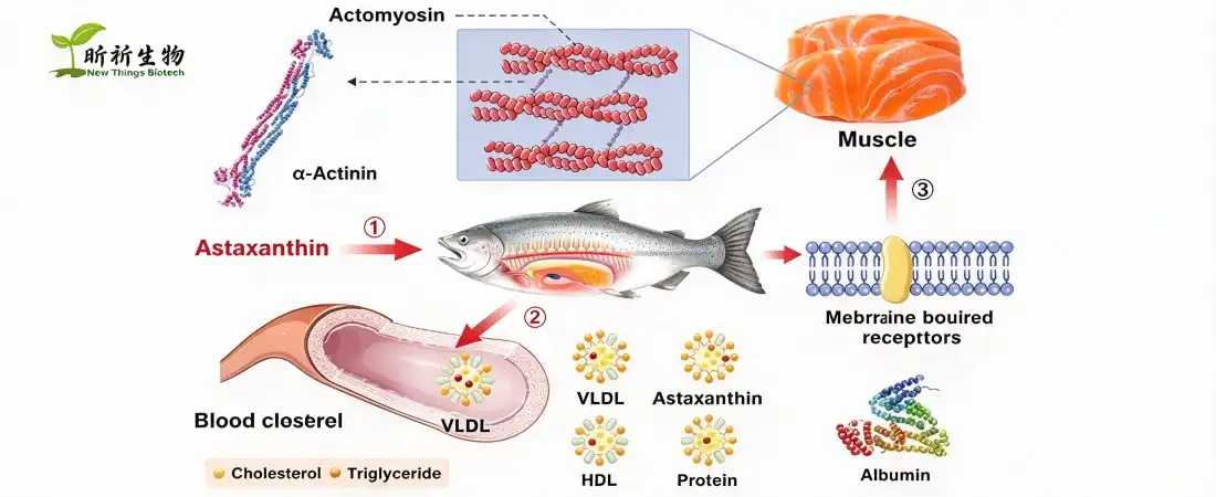 astaxanthin powder bulk astaxanthin powder bulk