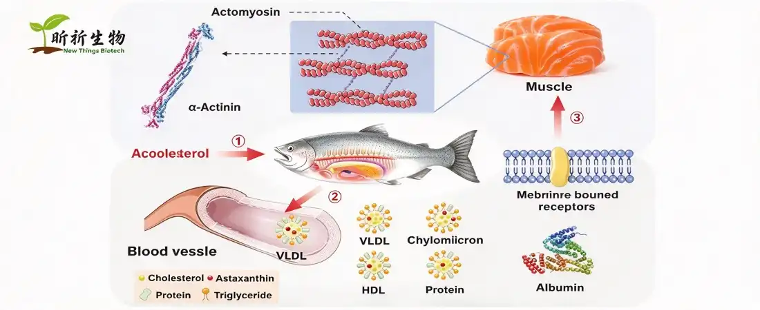 function for astaxanthin powder bulk function for astaxanthin powder bulk