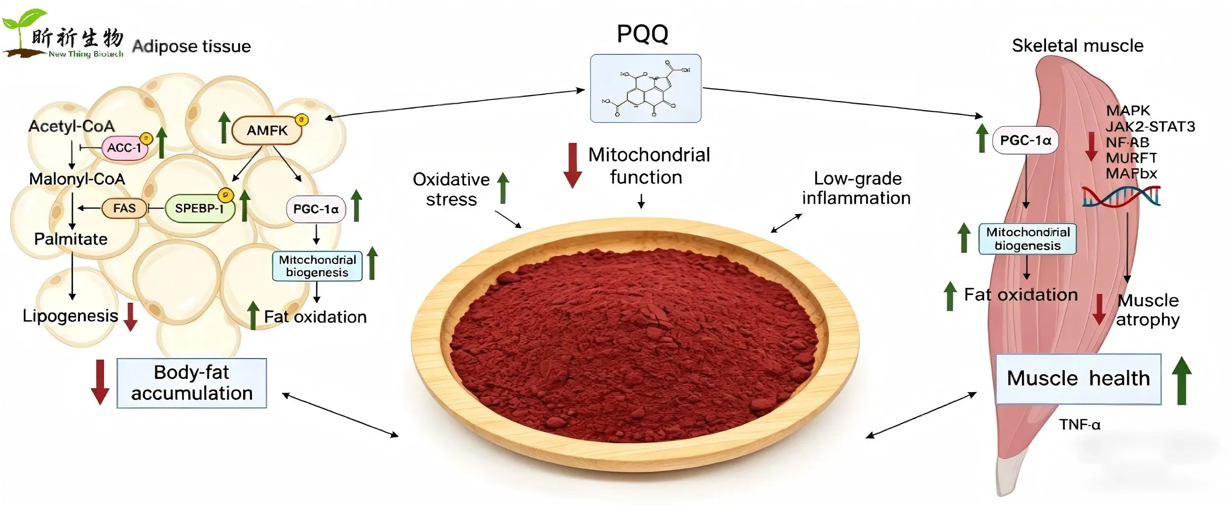 function for Active PQQ Powder function for Active PQQ Powder