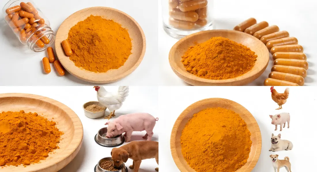Application for 95 Curcumin Powder 