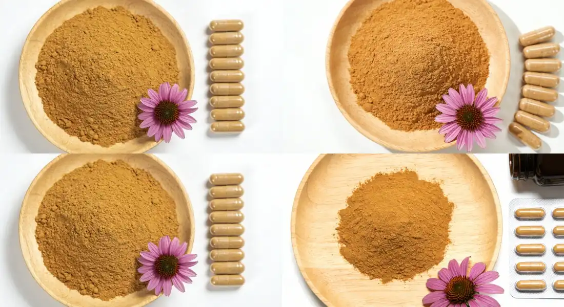 Application for Echinacea Extract powder Application for Echinacea Extract powder