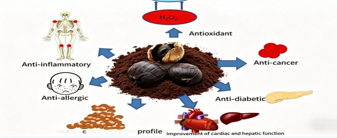 function for Black Garlic Extract Powder 