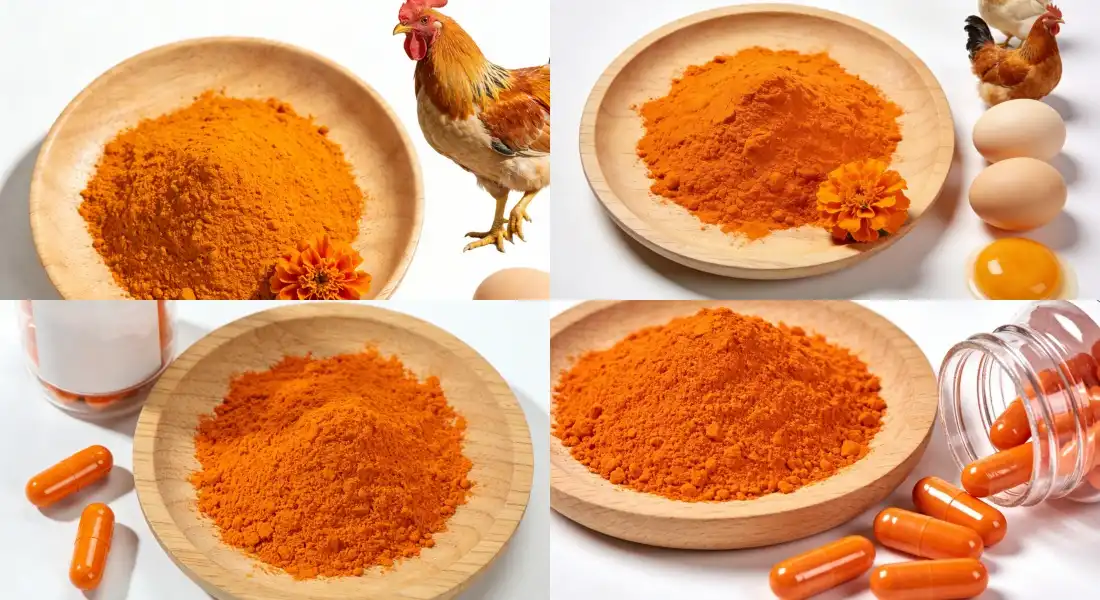 Application for Lutein and Zeaxanthin Powder Application for Lutein and Zeaxanthin Powder