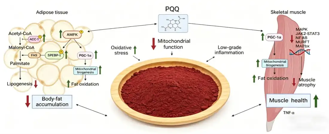 function for Bulk PQQ Powder