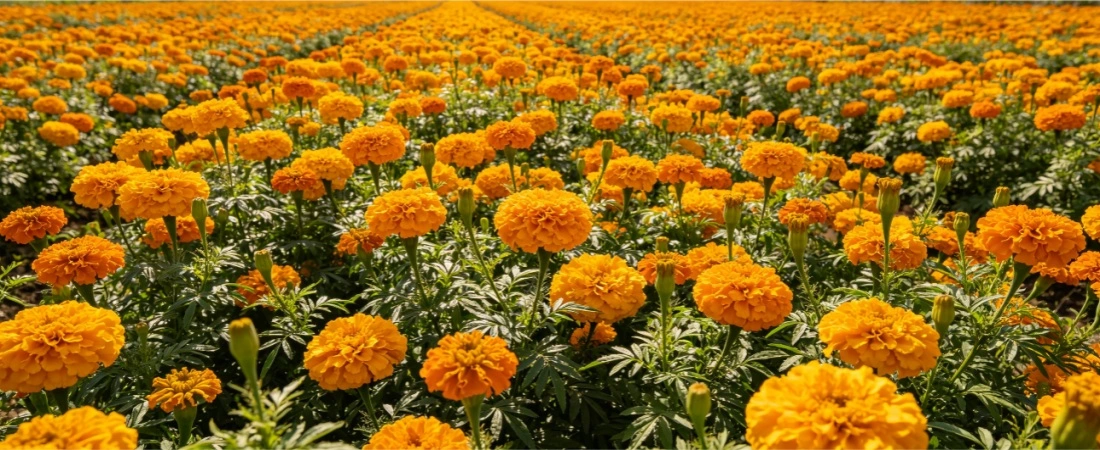 marigold flower planting base