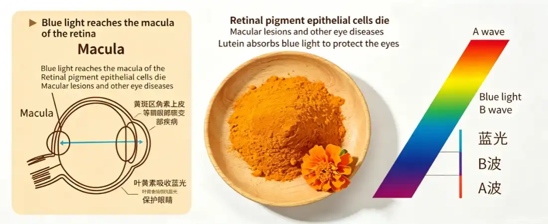 marigold extract powder benefit for eyes marigold extract powder benefit for eyes