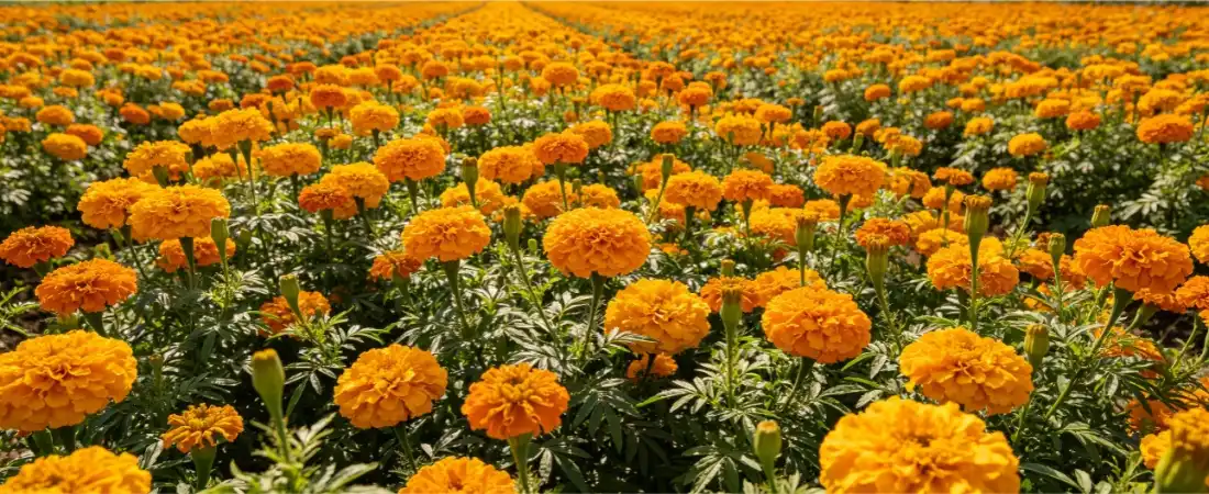 marigold planting base marigold planting base