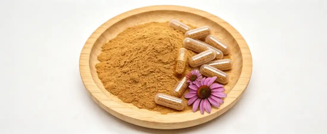 application for echinacea purpurea extract powder