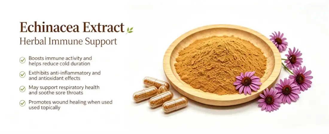 benefit for pure echinacea flower extract powder benefit for pure echinacea flower extract powder