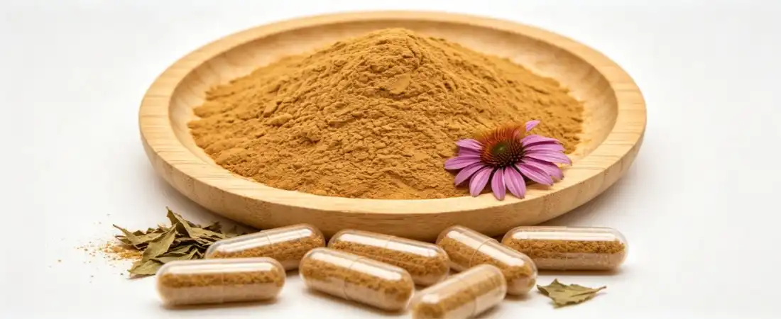 application for Echinacea purpurea extract powder application for Echinacea purpurea extract powder