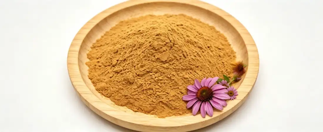 echinacea extract powder bulk