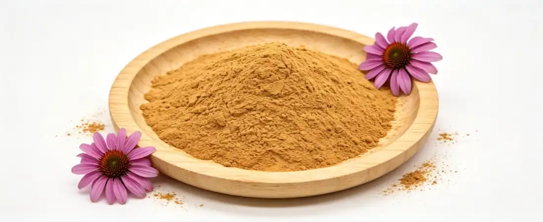 echinacea extract powder bulk