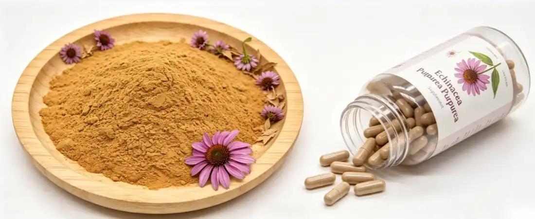 application for echinacea purpurea powder application for echinacea purpurea powder