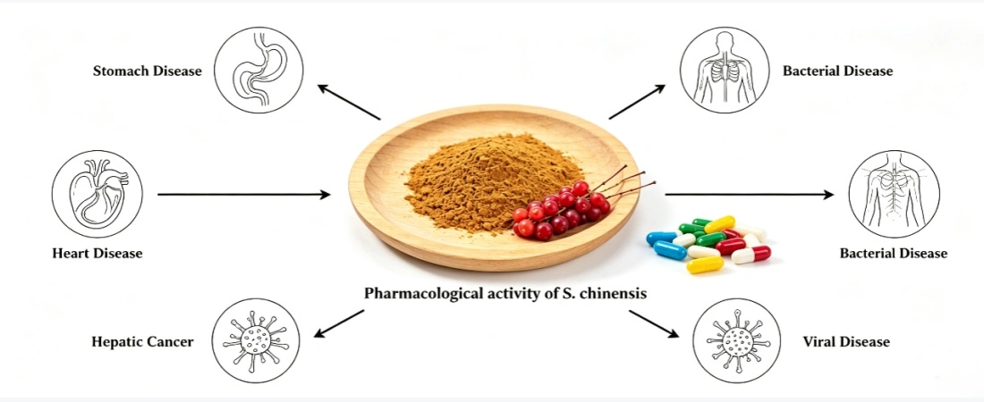function and application for schisandra extract powder function and application for schisandra extract powder