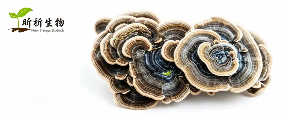 source for turkey tail mushroom powder source for turkey tail mushroom powder