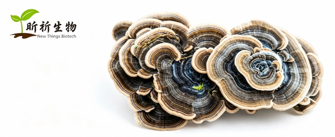 the natural source of Turkey Tail Mushroom Powder Bulk the natural source of Turkey Tail Mushroom Powder Bulk