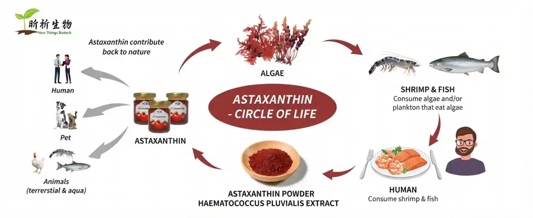 use for astaxanthin powder bulk