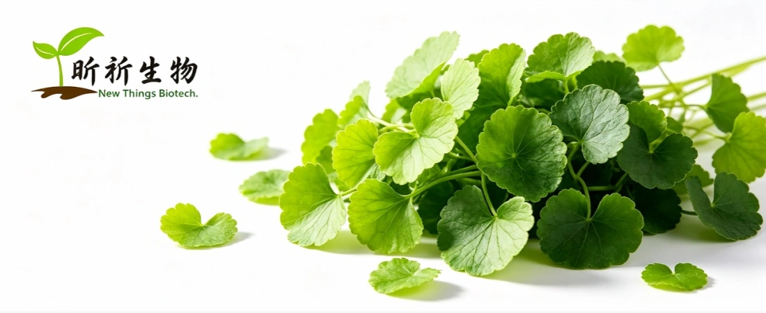 source of Gotu Kola Leaf Extract source of Gotu Kola Leaf Extract