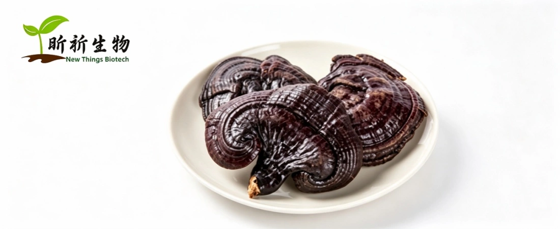 Reishi Mushroom Reishi Mushroom