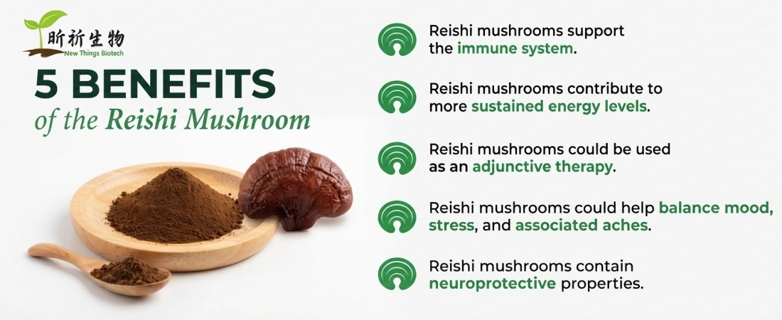 benefit for Reishi Mushroom Powder Bulk benefit for Reishi Mushroom Powder Bulk