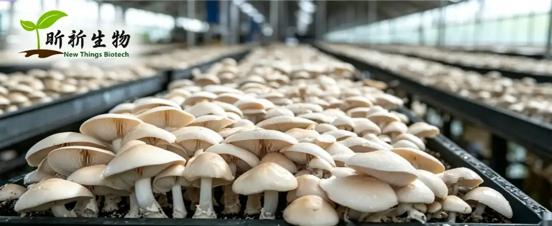 oyster mushroom