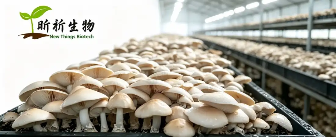 oyster mushroom