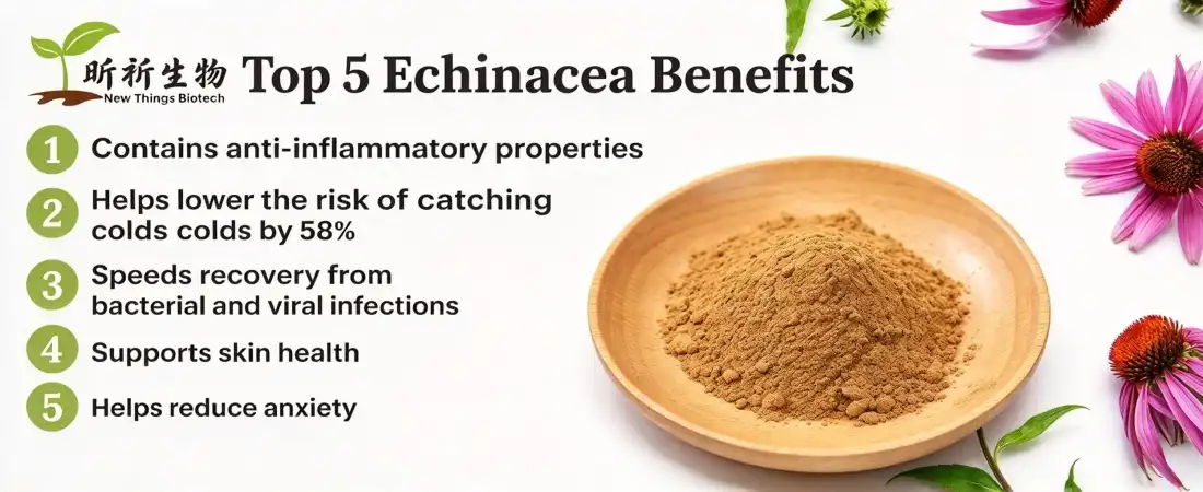 function for echinacea extract powder