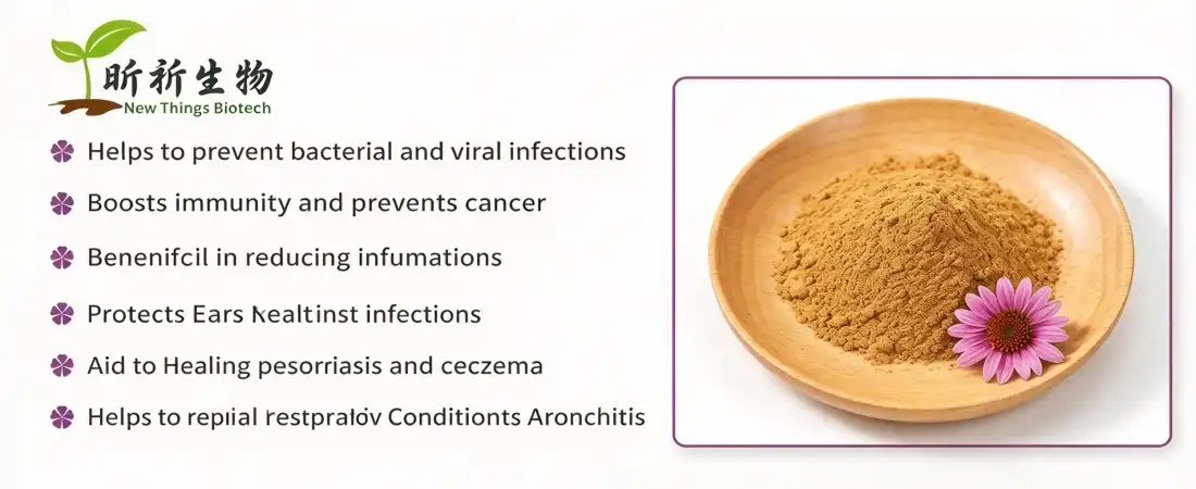 advantage of echinacea extract powder