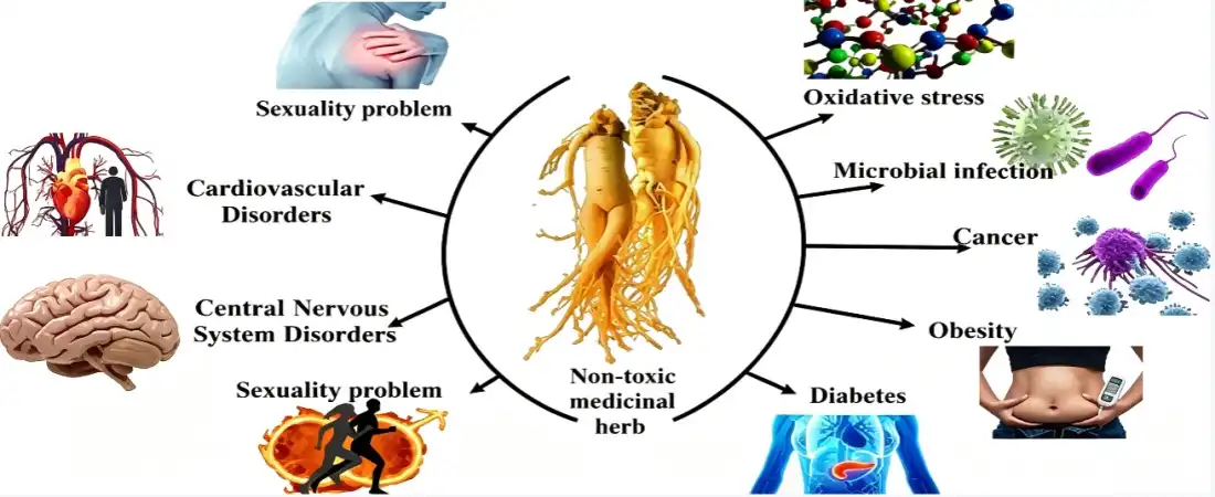 benefit for siberian ginseng root powder